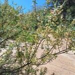 Salix eleagnos ഇല