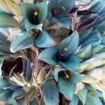 Puya alpestris Blodyn