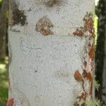 Areca catechu Bark