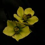 Euphorbia lactiflua Λουλούδι
