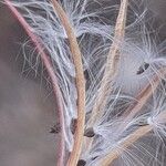 Epilobium brachycarpum Frucht