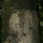 Diospyros cayennensis Bark
