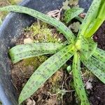 Orchis provincialis Hoja