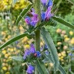 Echium vulgareBlüte