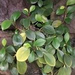 Peperomia glabella Листок