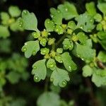 Chrysosplenium tosaense Blomst