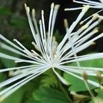 Thalictrum aquilegiifoliumപുഷ്പം