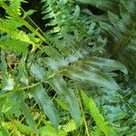 Polystichum acrostichoides 葉