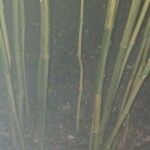 Phyllostachys aureosulcata বাকল