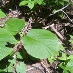 Viburnum lantanoides Leaf