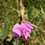 Lathyrus latifoliusFlor