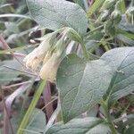 Symphytum tuberosum Blad