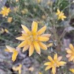 Genista umbellataFlower