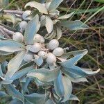 Elaeagnus commutata Fruit