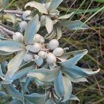 Elaeagnus commutata Fruit