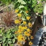 Inula magnifica عادت داشتن