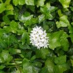 Allium trifoliatum Flors
