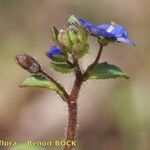 Veronica acinifolia Inny