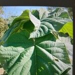 Paulownia tomentosa Leaf