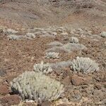 Euphorbia handiensis Habitat