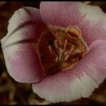 Calochortus venustus ᱵᱟᱦᱟ