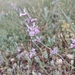 Salvia leucophyllaFlower