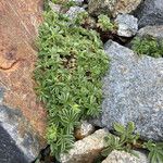 Potentilla nivalis Habit