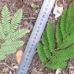Senegalia polyphylla List