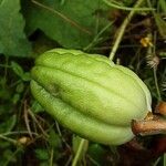 Hemerocallis minor Fruchs