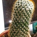 Mammillaria backebergiana Pokrój