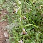 Ophrys apiferaBlomst