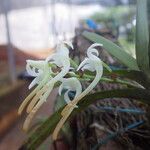 Cyrtorchis ringens Flower