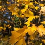Acer campestre Leaf