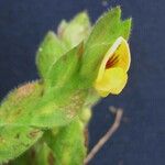 Zornia reticulata 花