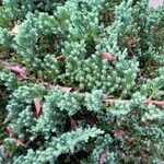Juniperus rigida Листок