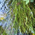 Isolepis fluitans Leaf