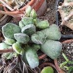 Adromischus cooperi Leaf