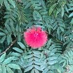 Calliandra haematocephalaKvet