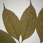 Malouetia tamaquarina Leaf