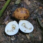 Picralima nitida Fruto