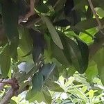 Ficus saussureana Hoja