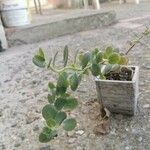 Kalanchoe marnieriana Leaf