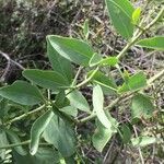 Gymnosporia buxifolia Leaf