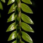 Huperzia phlegmarioides Leaf