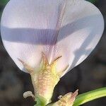 Vigna unguiculata Flower