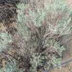 Artemisia filifolia Hábitos