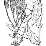 Hieracium inuloides Muu