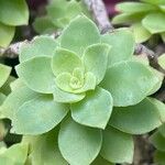 Sedum palmeri List