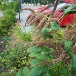 Amaranthus caudatus Žiedas
