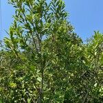 Ilex cassine Hoja